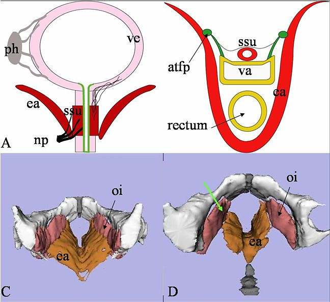 Anatomie continence urinaire femme