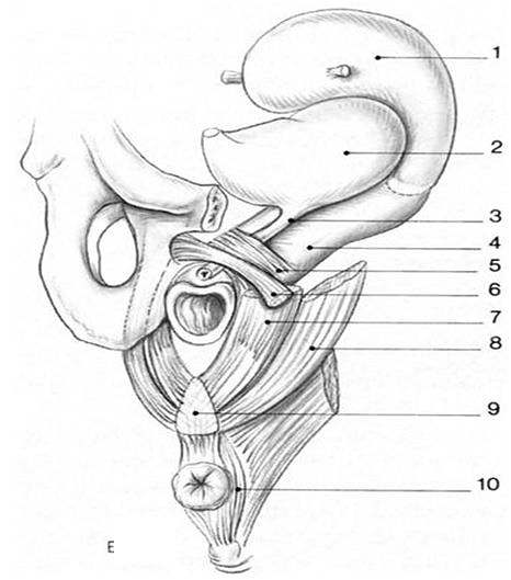 Anatomie sphincter strie uretre muscles perinee femme