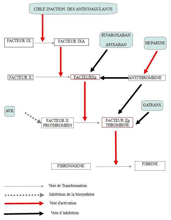 Points d impact anticoagulants facteurs de coagulation